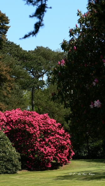 Bois des Moutiers (226) Mai 2012